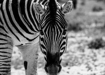 Poster portret van een zebra op safari in namibië, afrika © cassiokendi