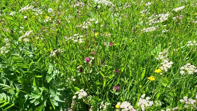 Blooming wildflower field during summer season in Val di Campo in Poschiavo, Canton Graubunden, Switzerland.