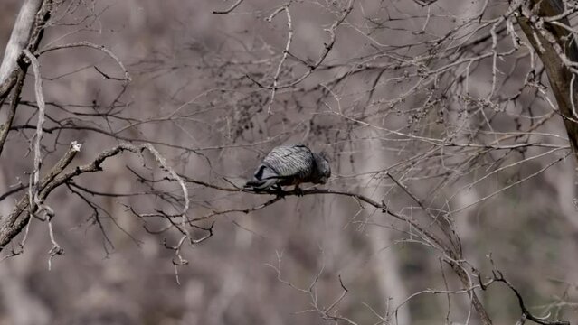 a female gang-gang cockatoo feeds in a dead tree at kosciusko national park in the snowy mountains of nsw, australia