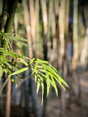 bamboo forest as wall in the garden