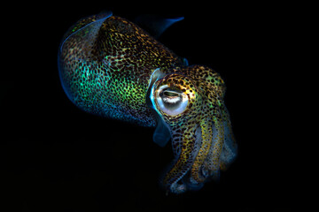 Berry's bobtail squid - Euprymna berryi. Night diving. Underwater world. Tulamben, Bali, Indonesia.	