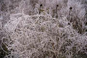 Hoar-covered bush in the meadow in winter