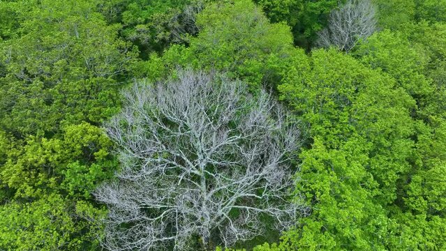 Forest in spring. Aerial view from a drone of the surroundings of the Sanctuary of Valvanuz. Selaya. Pasiegos Valleys. Cantabria. Spain. Europe