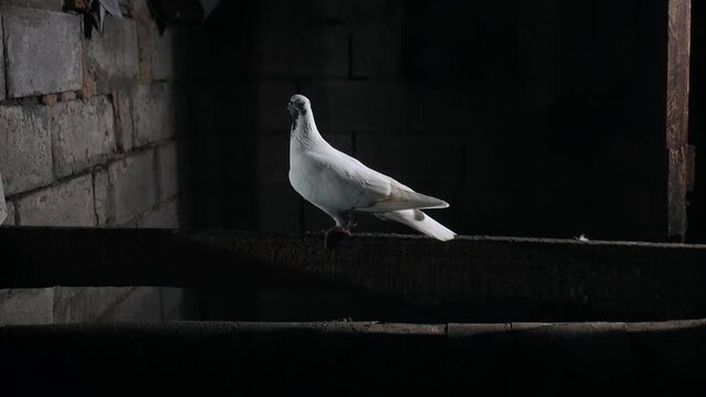 white dove lands on a perch in a dovecote