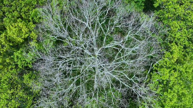Forest in spring. Aerial view from a drone of the surroundings of the Sanctuary of Valvanuz. Selaya. Pasiegos Valleys. Cantabria. Spain. Europe