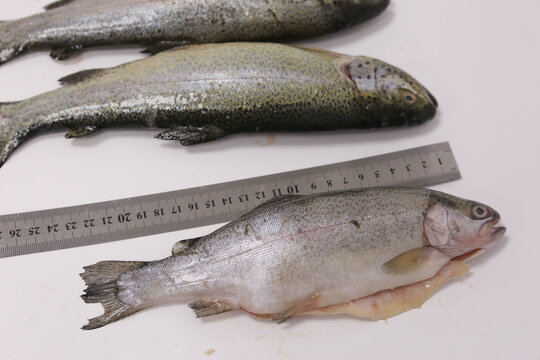 raw salmon fish in row with measure ruler closeup photo