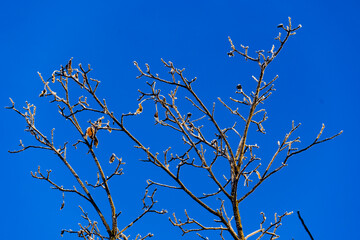 Hoar-covered tree branches on blue sky background