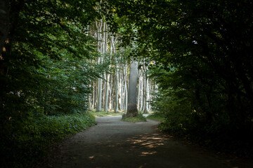 Gespensterwald