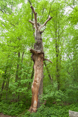 Fototapeta premium Stehendes Totholz, Biotopbaum
