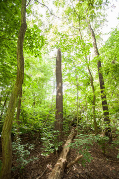 Stehendes und liegendes Totoholz