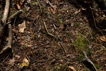 Waldboden im Herbst