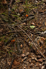 Waldboden im Herbst