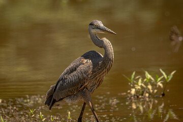 Portrait of a Great Blue Heron