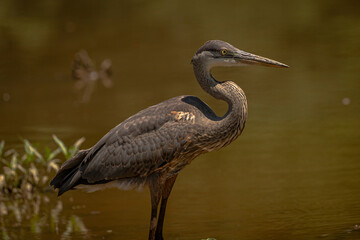 Portrait of a Great Blue Heron