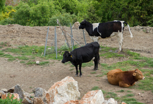 Farm animals Cows feeding and resting in a mountain farmland in Greece
