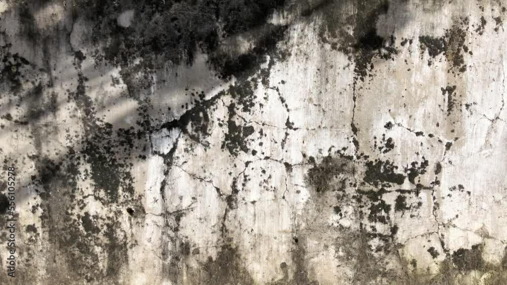 Aufkleber abstract leaf shadow animation on the top of rough wall background