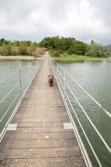 Fototapeta premium Spanish Water Dog Walking away on Bridge, Spain