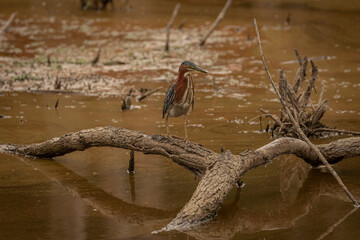 Obraz premium Green Heron fishes in the marsh