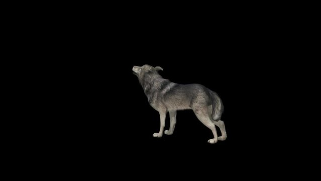 Wolf Howl Transparent Alpha Video