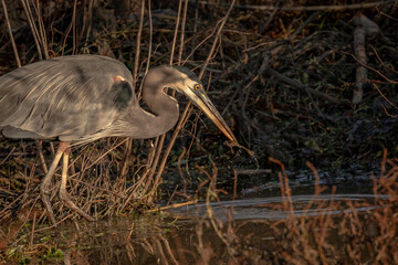Great Blue Heron catches a frog in the marsh