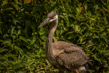 Portrait of a Great Blue Heron