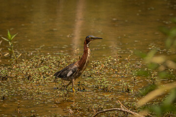 Green Heron fishes in the marsh