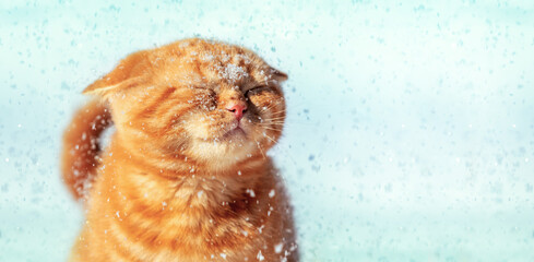 Funny ginger cat enjoys the snow in winter