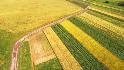 Aerial view of cultivated soy and wheat field in summer. Rural landscape