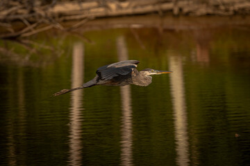 Great Blue Heron flies across the marsh
