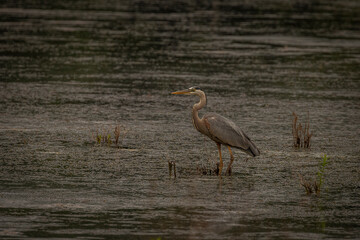 Great Blue Heron fishes in the marsh