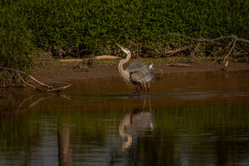 Great Blue Heron performs a mating dance