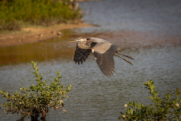Great Blue Heron flies across the marsh