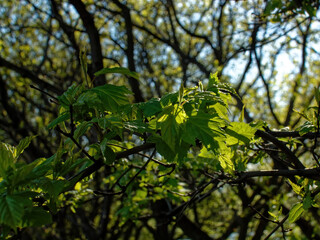 young leaves on a tree in spring