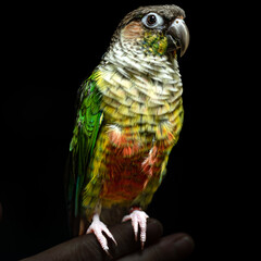 Alice the Conure