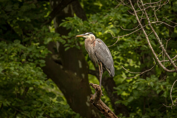Great Blue Heron perched on a tree branch over the river