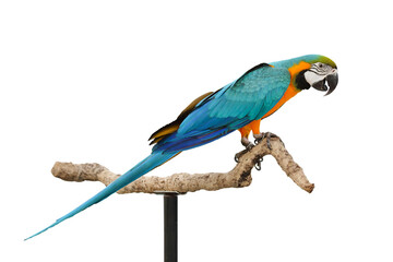 Colorful flying blue and gold macaw parrot isolated on transparent background.  © Passakorn