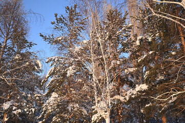 Snowy frosty fir branches. Snowy winter background. Natural forest light landscape. Snowfall. A beautiful tall tree and a rising sky. A frosty magical scene in an outdoor park. Sunny. Brightly. Snow. 