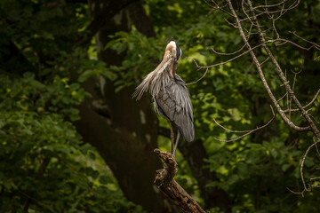 Great Blue Heron perched on a tree branch over the river