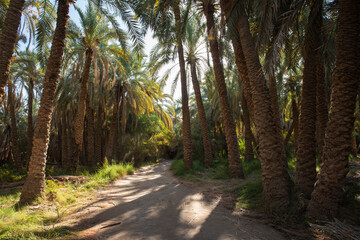 Dirt track road through rural countryside date farm