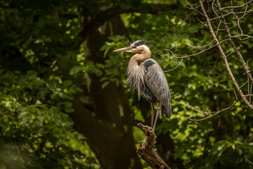 Great Blue Heron perched on a tree branch over the river