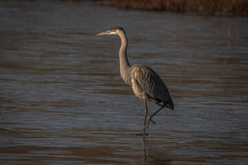 Portrait of a Great Blue Heron