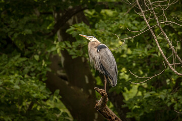 Great Blue Heron perched on a tree branch over the river