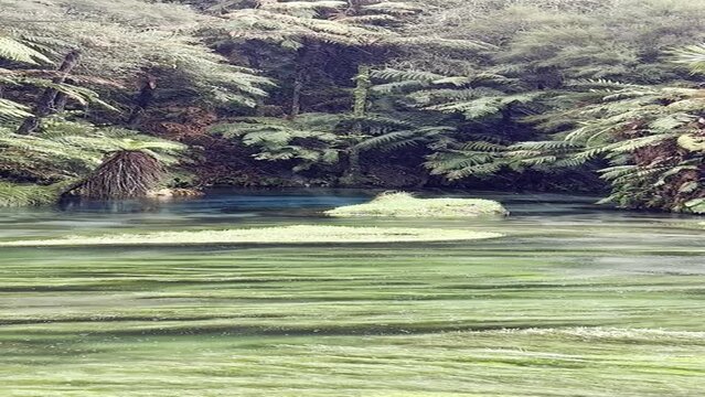 ブルースプリング プタルル ニュージーランド