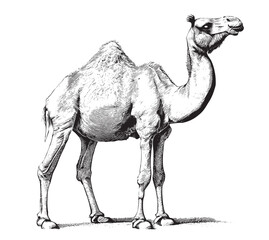Camel full body sketch hand drawn engraving style Vector illustration - obrazy, fototapety, plakaty