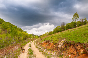 Beautiful country road in spring in remote rural area in Eastern Europe and storm April sky