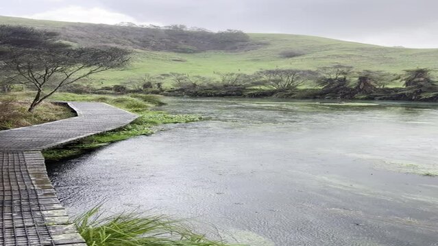 ブルースプリング プタルル ニュージーランド