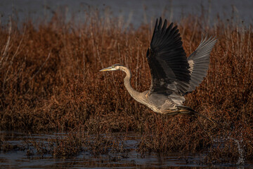 Great Blue Heron flies across the marsh