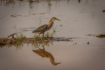August 25, Huntley Meadows