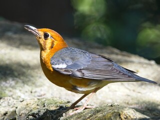 Orange-headed Thrush