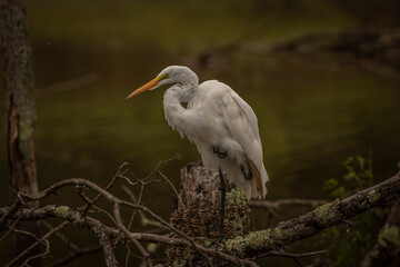 Portrait of a Great Egret